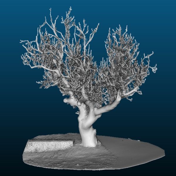 MS085_Esche Mohorn Grund (2022)