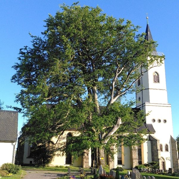 Lutherbuche auf dem Friedhof Niederbobritzsch