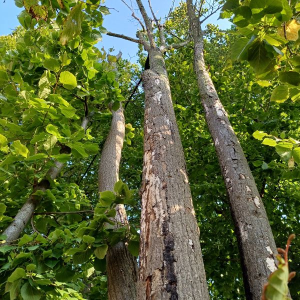 fg022_Thorstensson-Linde Freiberg_Stämme (2023/04)