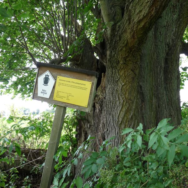 fg032_ND_Sommerlinde Zethau_Schild (2024/08)