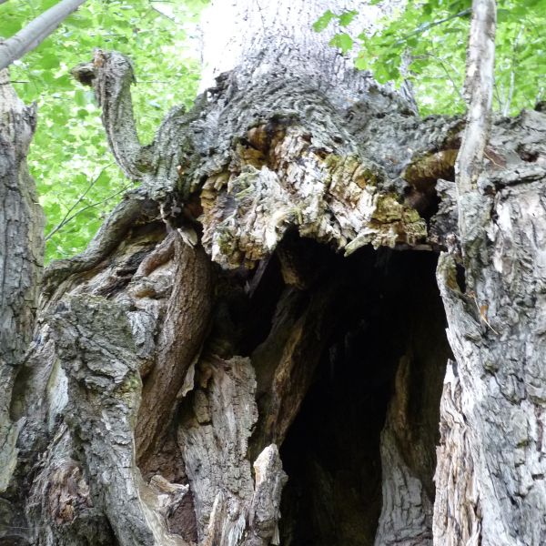 fg032_ND_Sommerlinde Zethau_Stamm (2024/08)