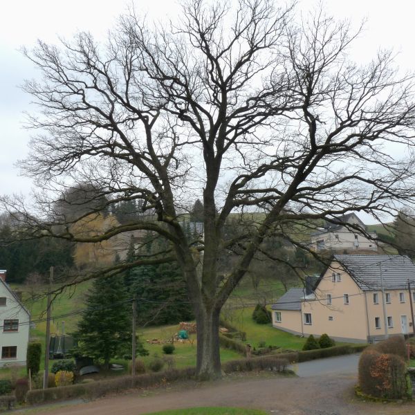 Friedens-Eiche im Dorf Bärenstein
