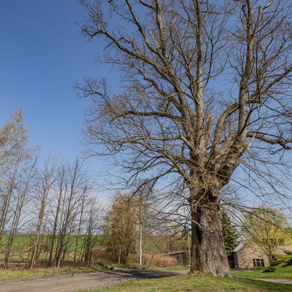 Linde am Schloss Bärenstein