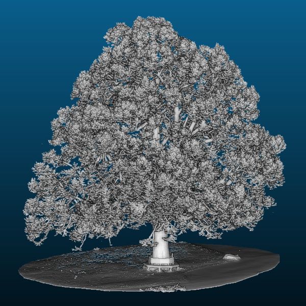 Bild: Inga Frehse
- Kommentar: Entegen der ND-Ausweisung keine Winter-Linde, sondern eine Holländische Linde (Tilia x europaea)