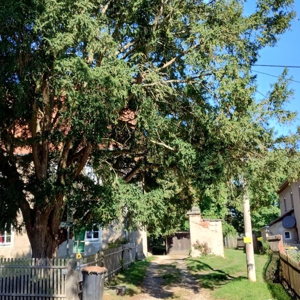 Eibe im Pfarrgarten in Somsdorf