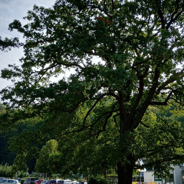 Stieleiche an der alten Spinnerei in Freital-Coßmannsdorf