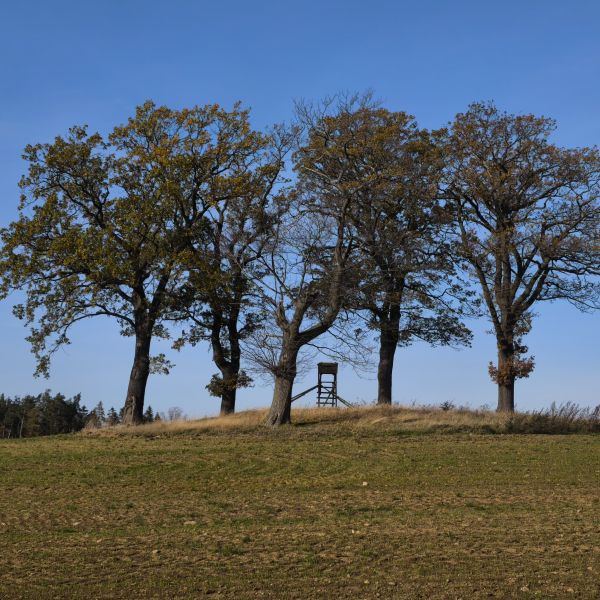Stiel-Eiche auf dem Schafberg