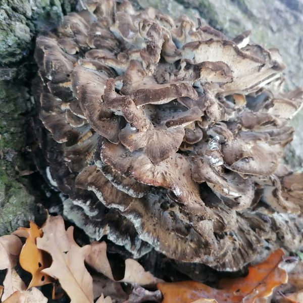 Stieleiche am Weg zum Lerchenberg westlich Börnchen / grauer Pilz