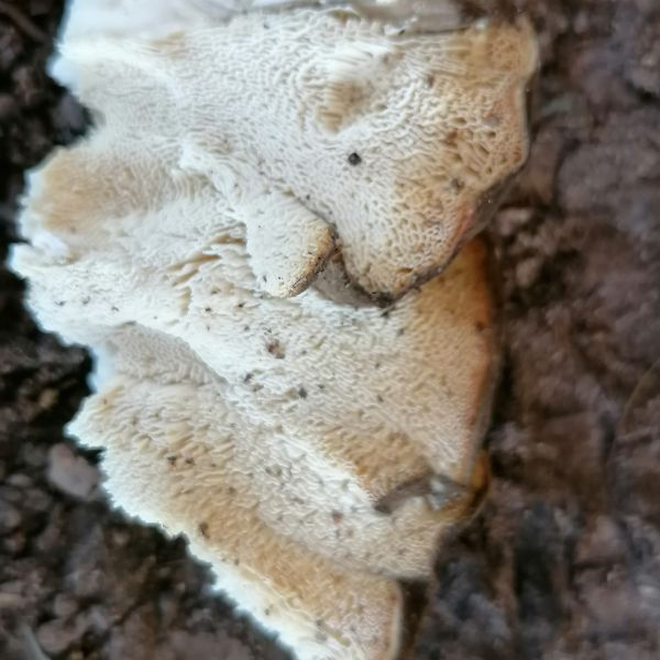 Stieleiche am Weg zum Lerchenberg westlich Börnchen / weißer Pilz
