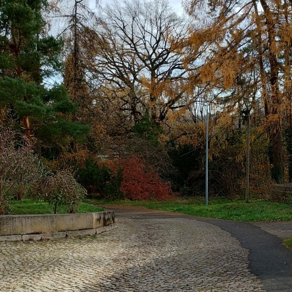 Stiel-Eiche an der Weinbergsiedlung in Freital-Hainsberg