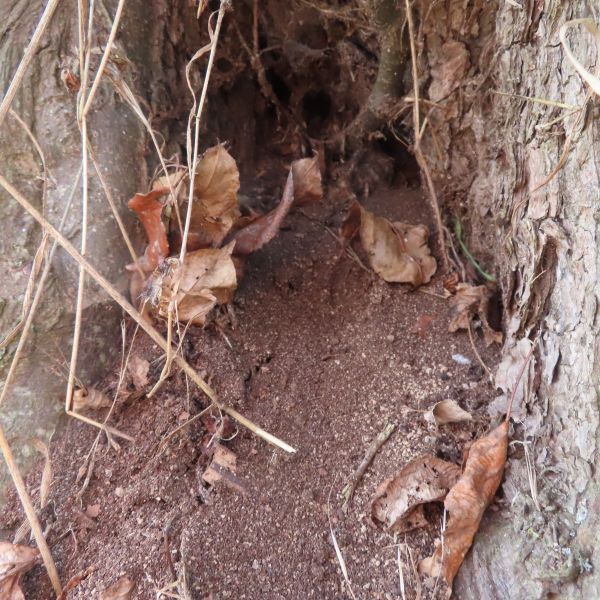 Cunnersdorfer Höhle
