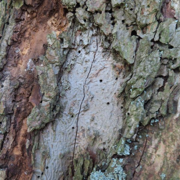 Cunnersdorfer - Bockkäfer