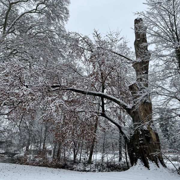 Rot-Buche aus dem 18. Jahrhundert