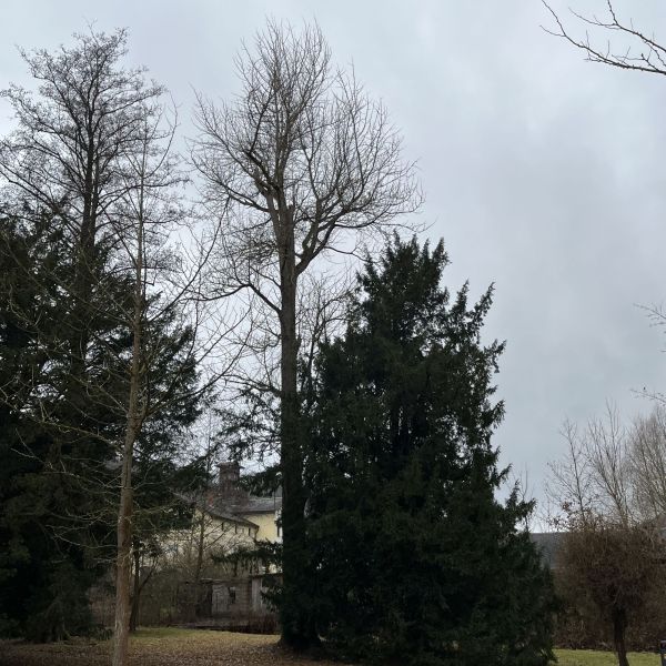 Ginkgo im Heilsberger Park