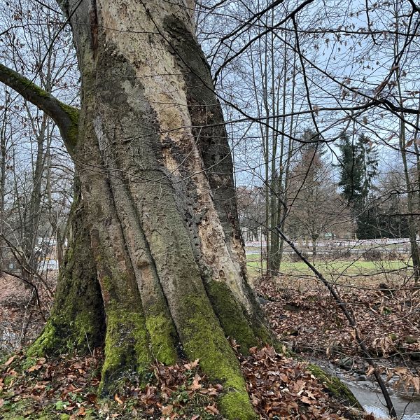 Rot-Buche aus dem 18. Jahrhundert / Stamm