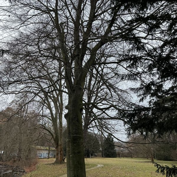 Blut-Buche im Heilsberger Park
