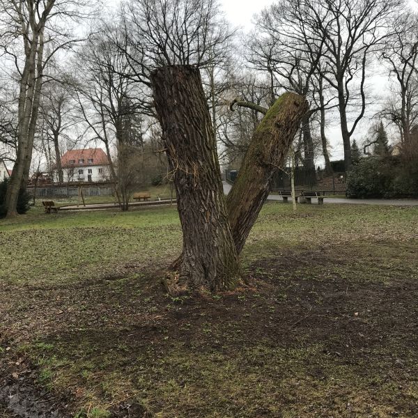 Hängeweide im Tierpark Freiberg
