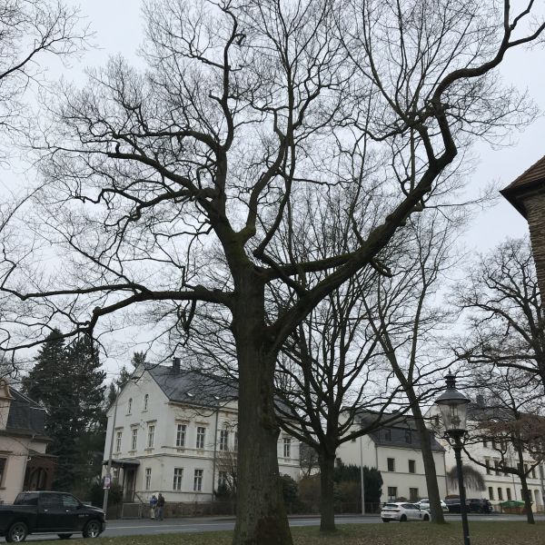 Rot-Eiche am Gelben Löwenturm Freiberg