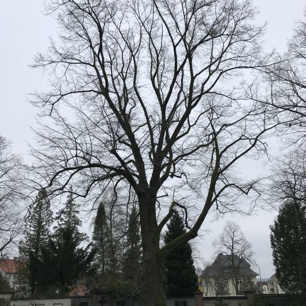 Winter-Linde im Donatsfriedhof Freiberg