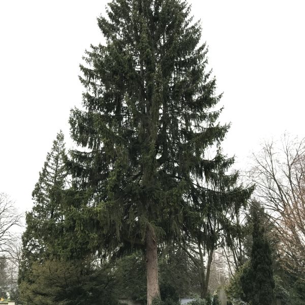 Fichte im Donatsfriedhof Freiberg