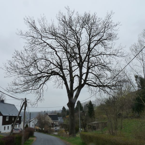 jens020_Winter-Aspekt der Esche in Bärenstein (2022)