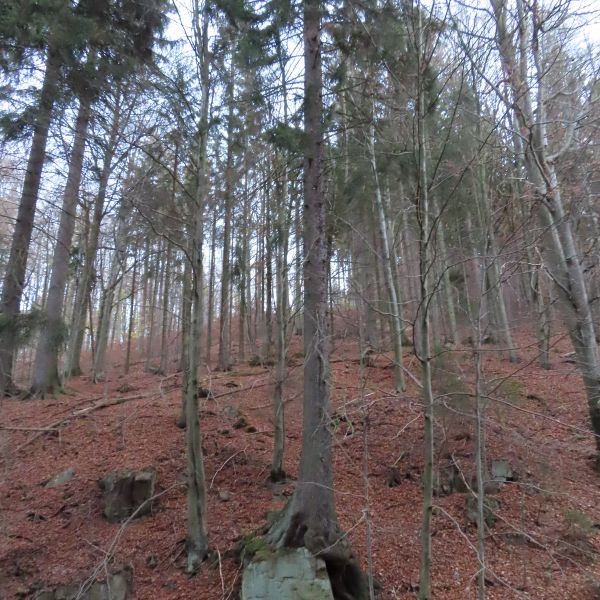 jens007_Würfelzuckerfichte im Weicholdswald_A (2022/11)