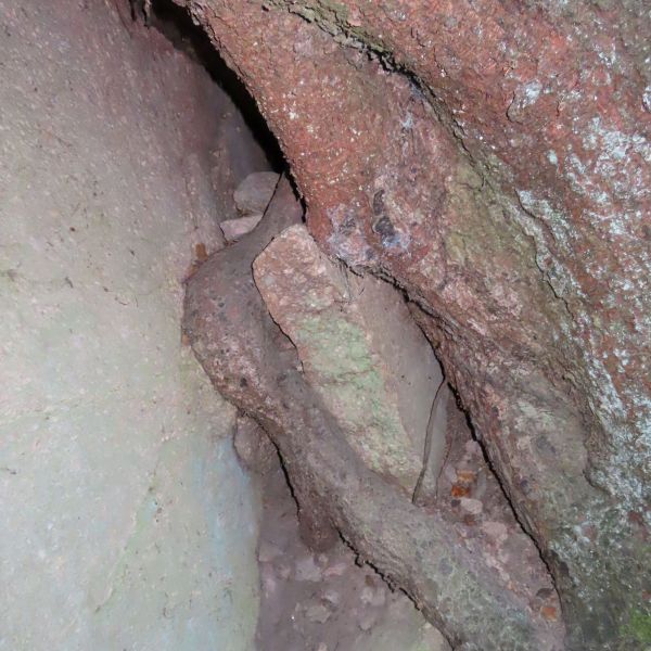 jens007_Würfelzuckerfichte im Weicholdswald_B (2022/11)