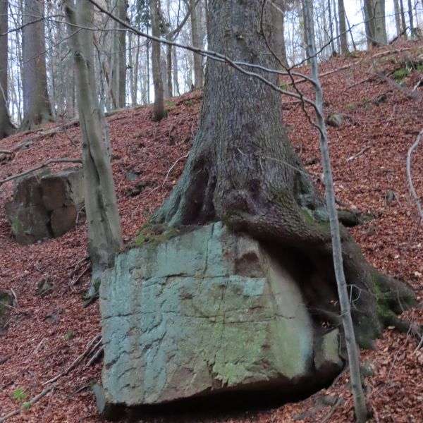 jens007_Würfelzuckerfichte im Weicholdswald_C (2022/11)