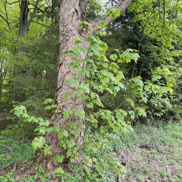 Berg-Ahorn Neurehefeld - Stammaustriebe