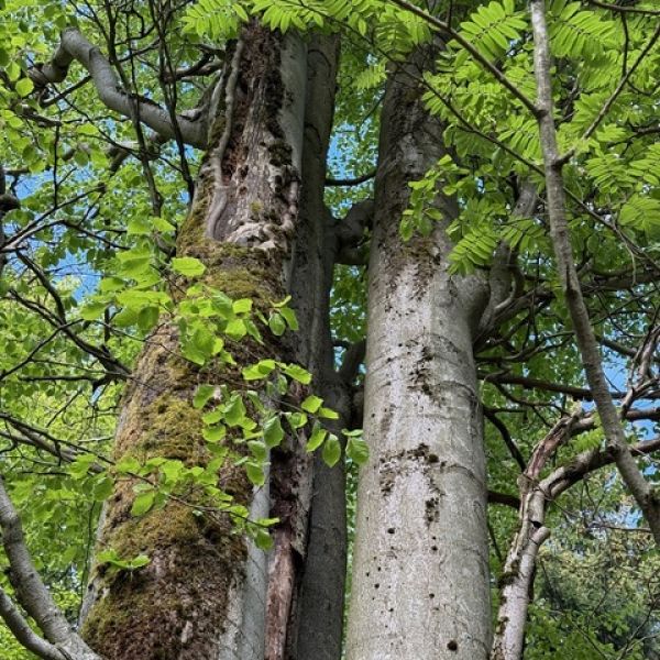 Buche am Wagnerloch Neurehefeld / Stamm