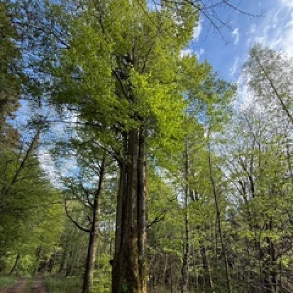 Buche am Wagnerloch Neurehefeld