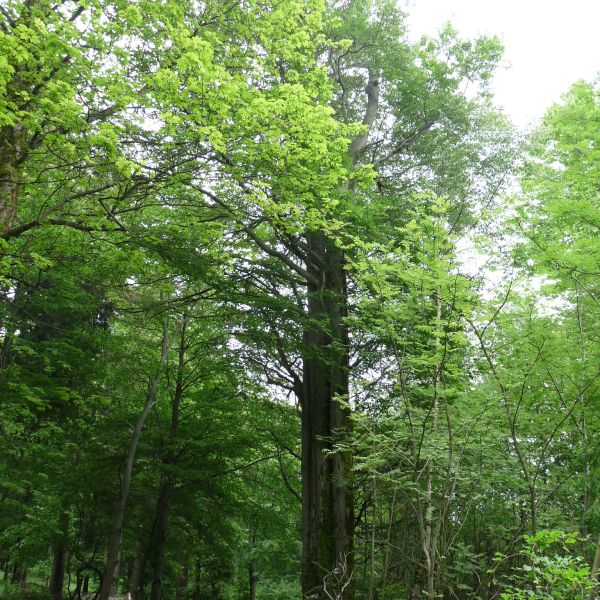 jens142_Buche am Wagnerloch Neurehefeld_Baumansicht (2024/06)
