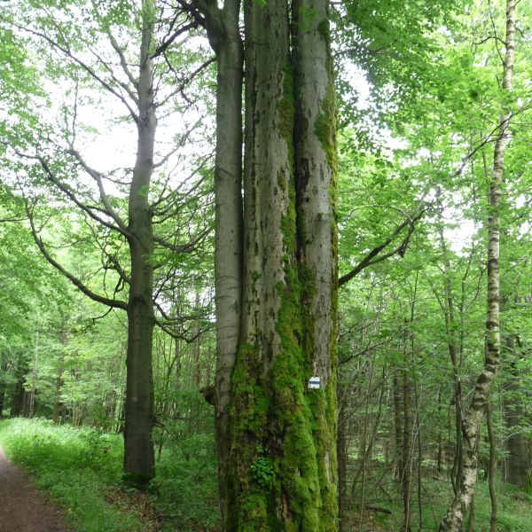 jens142_Buche am Wagnerloch Neurehefeld_Stämme (2024/06)