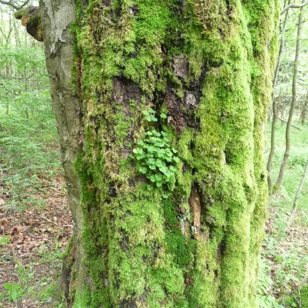 jens142_Buche am Wagnerloch Neurehefeld_Moos (2024/06)
