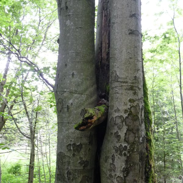 jens142_Buche am Wagnerloch Neurehefeld_Stämme nah (2024/06)