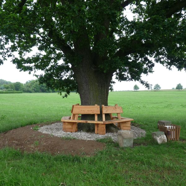 jens151_Stiel-Eiche in der Dippser Siedlung_Bank Stammfuß (2024/06)