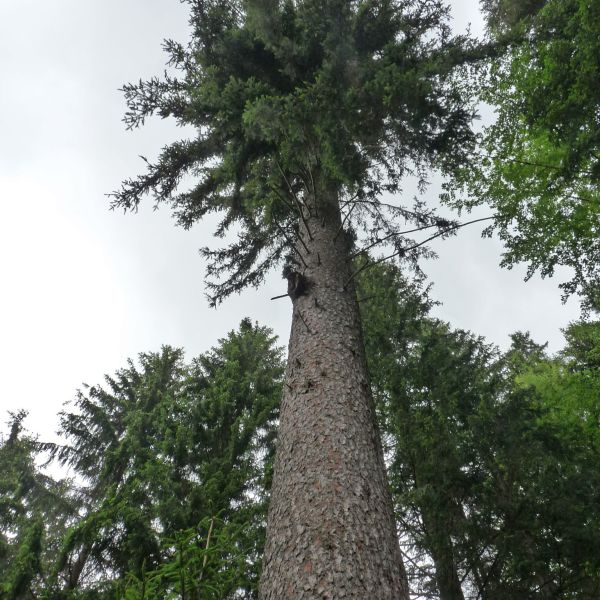 jens152_Fichte am Heckenflössel_Stamm_Krone (2024/06)