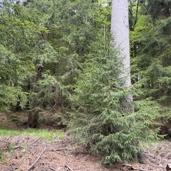 Fichte am Heckenflössel bei Rehefeld