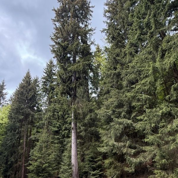 Fichte am Heckenflössel bei Rehefeld