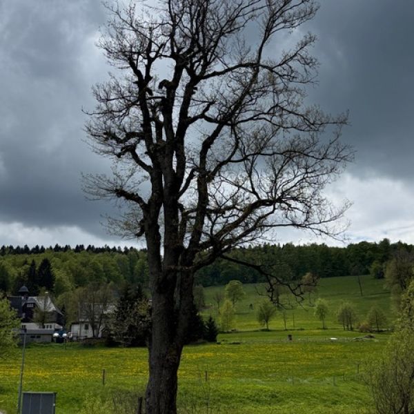 (Flatter-)Ulme an der Brücke Ortsmitte Rehefeld