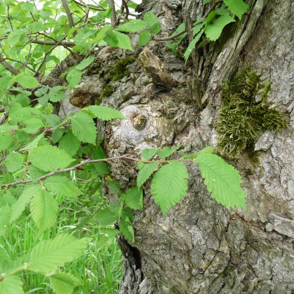 jens153_(Flatter-)Ulme an der Brücke Ortsmitte Rehefeld_Stammaustrieb (2024/06)