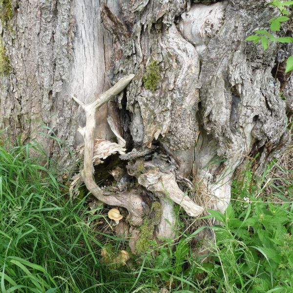 jens153_(Flatter-)Ulme an der Brücke Ortsmitte Rehefeld_Stammfuß (2024/06)