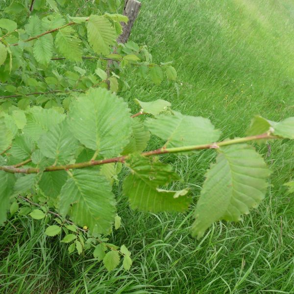 jens153_(Flatter-)Ulme an der Brücke Ortsmitte Rehefeld_Blätter (2024/06)