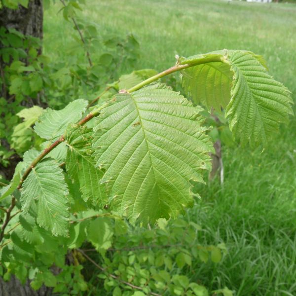 jens153_(Flatter-)Ulme an der Brücke Ortsmitte Rehefeld_Blatt groß (2024/06)
