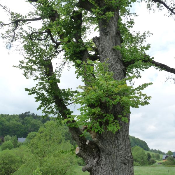 jens153_(Flatter-)Ulme an der Brücke Ortsmitte Rehefeld_Kronenansatz (2024/06)