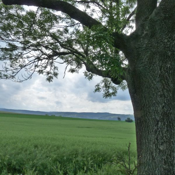 jens154_Esche an der Dittershöhe_Stamm mit Kronenansatz (2024/06)