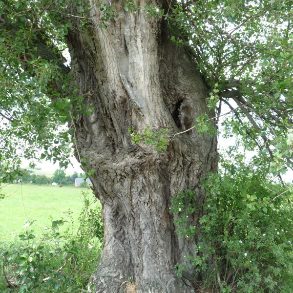 jens155_Schwarzpappel Börnchen_Stamm (2024/06)