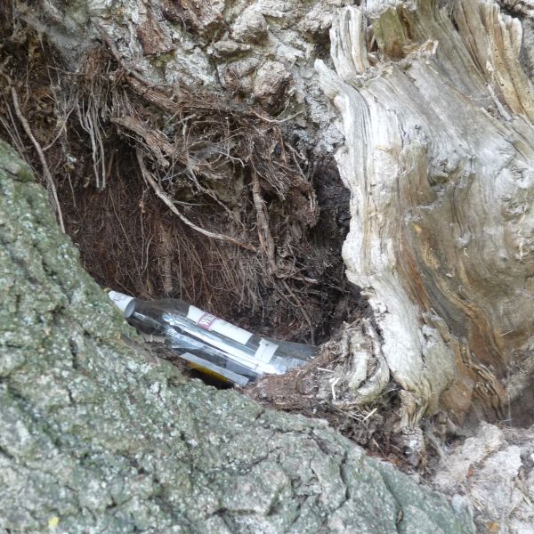 jens155_Schwarzpappel Börnchen_Müllbaumhöhle (2024/06)