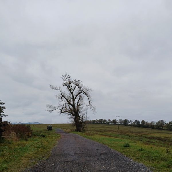 jens155_Schwarzpappel Börnchen (2024/10)