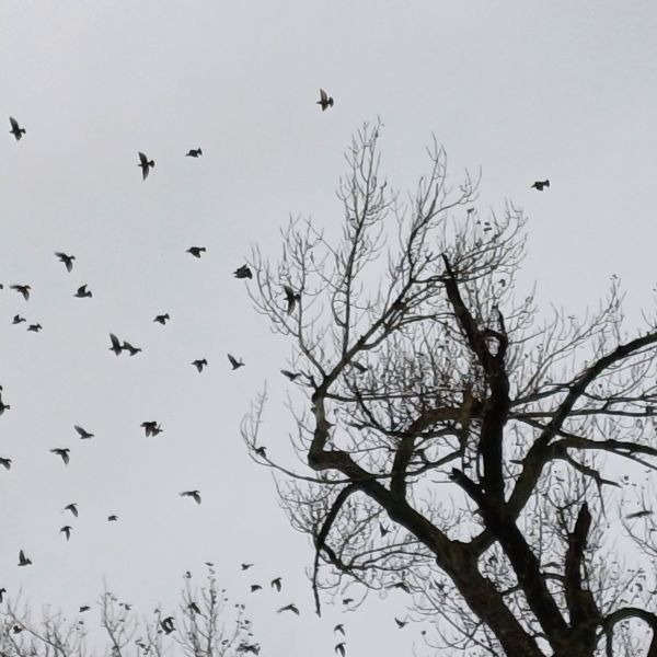 jens155_Schwarzpappel Börnchen_Stare (2024/10)